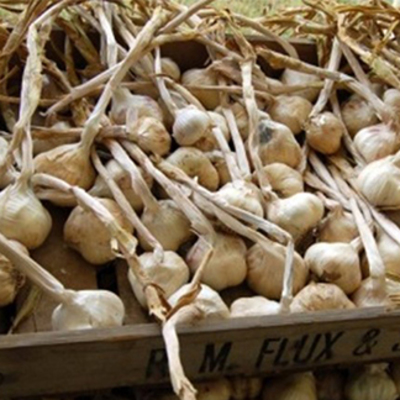 Things to do on your holiday - Garlic Festival  Image