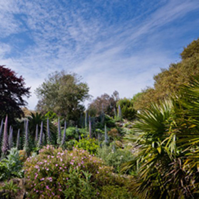 Places to go on your holiday - Ventnor Botanical Gardens  Image